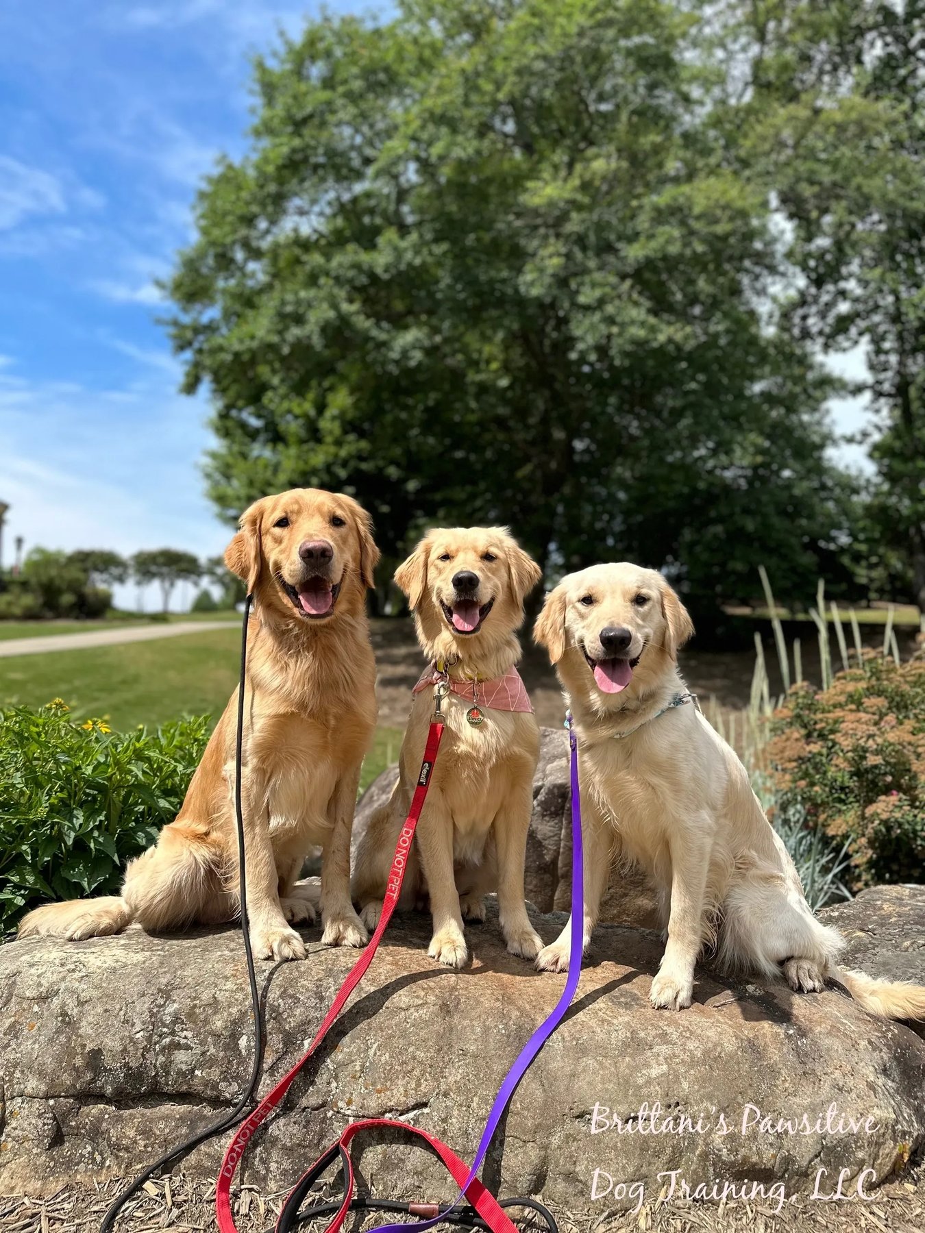 Brittani’s Pawsitive Dog Training, LLC