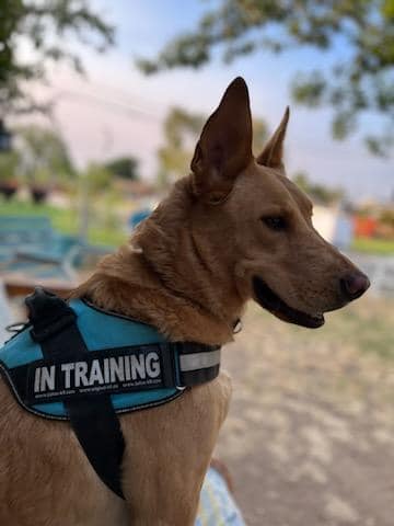 Better Bullies Dog Training