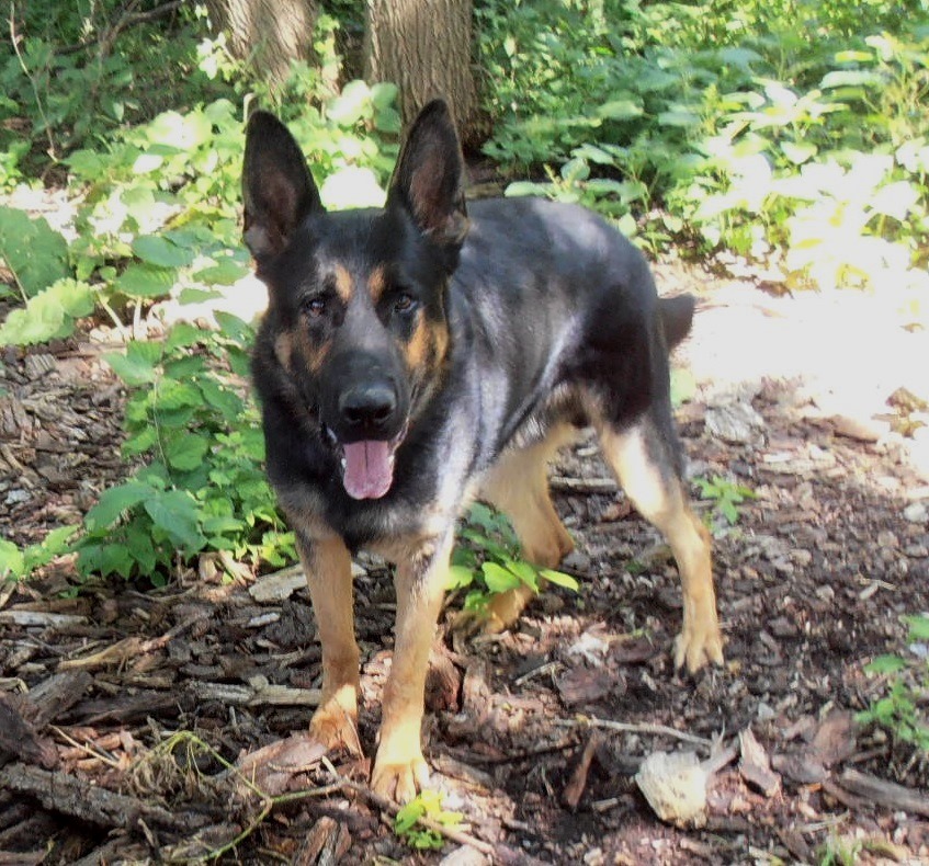 Kozies’s Training Kennel