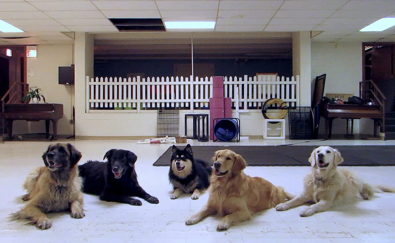 Canis Sapiens Dog Training