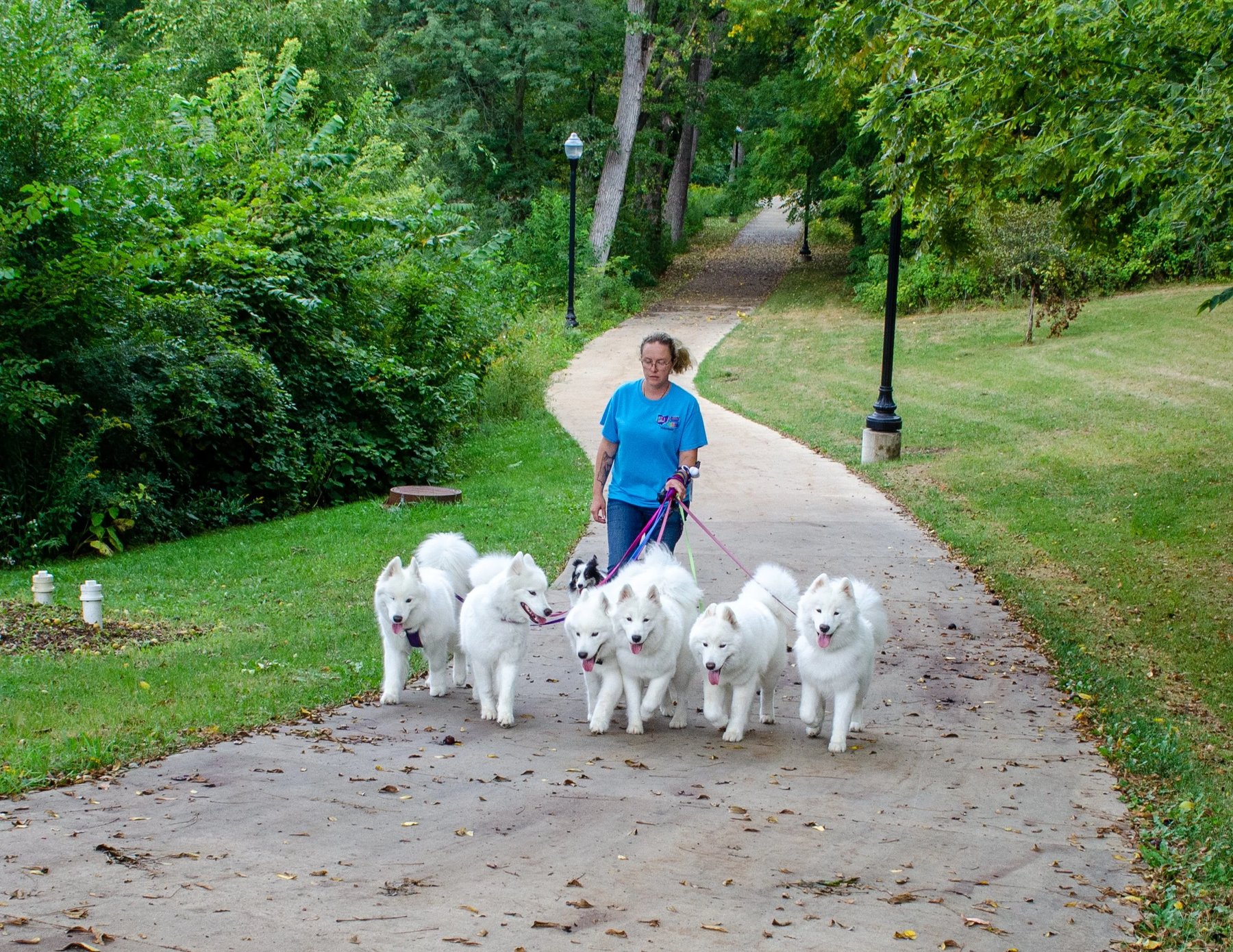 Singing Dog Samoyeds and Training – Magna and Tooele