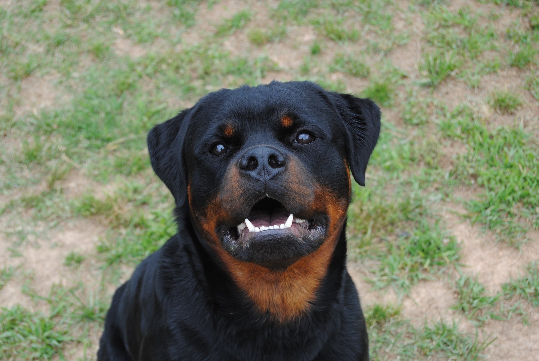 Companion K9 Dog Training