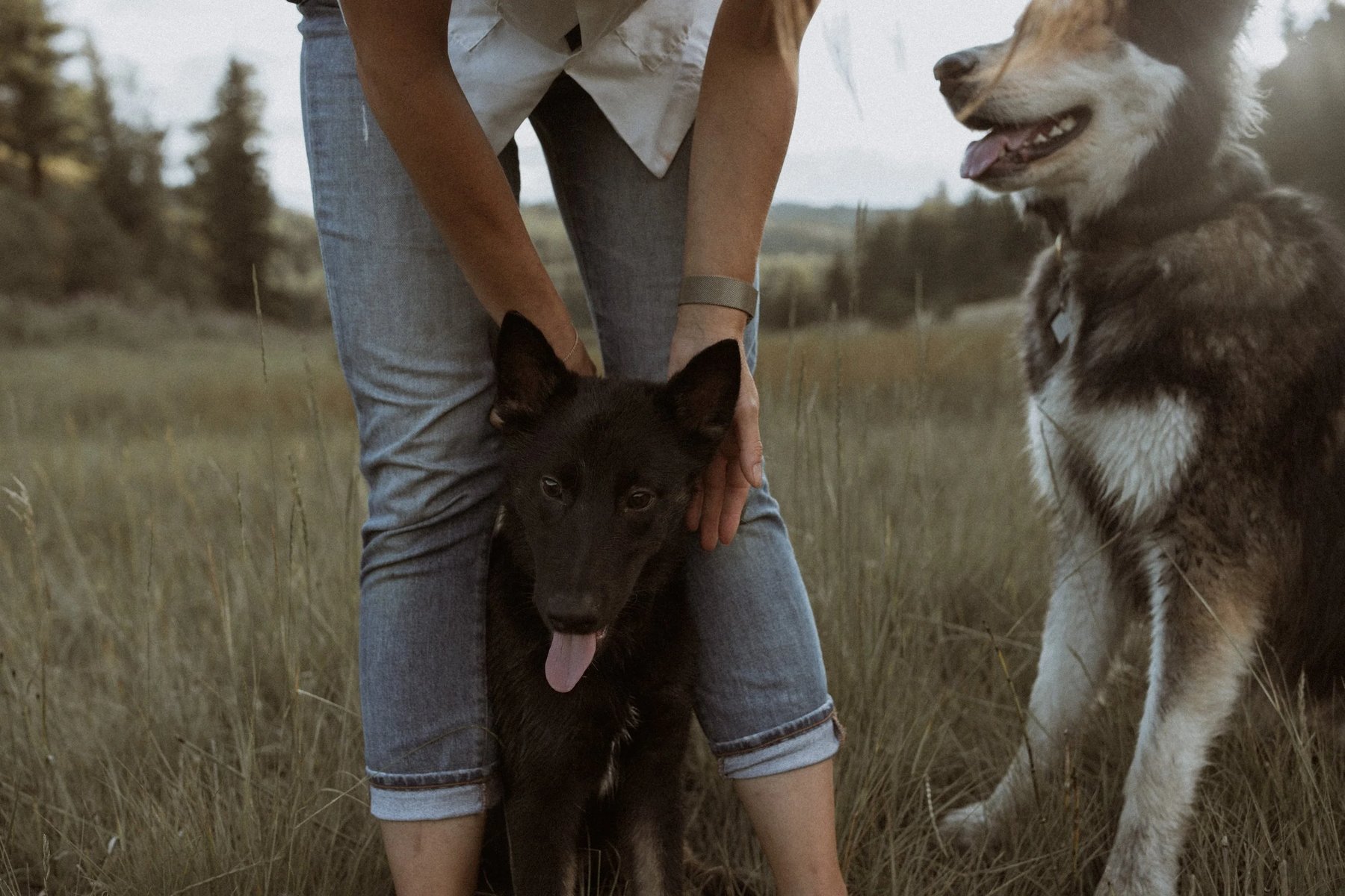 Rewild Pack