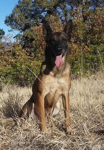Dog Training Durango/Diane’s Clever K9s, LLC