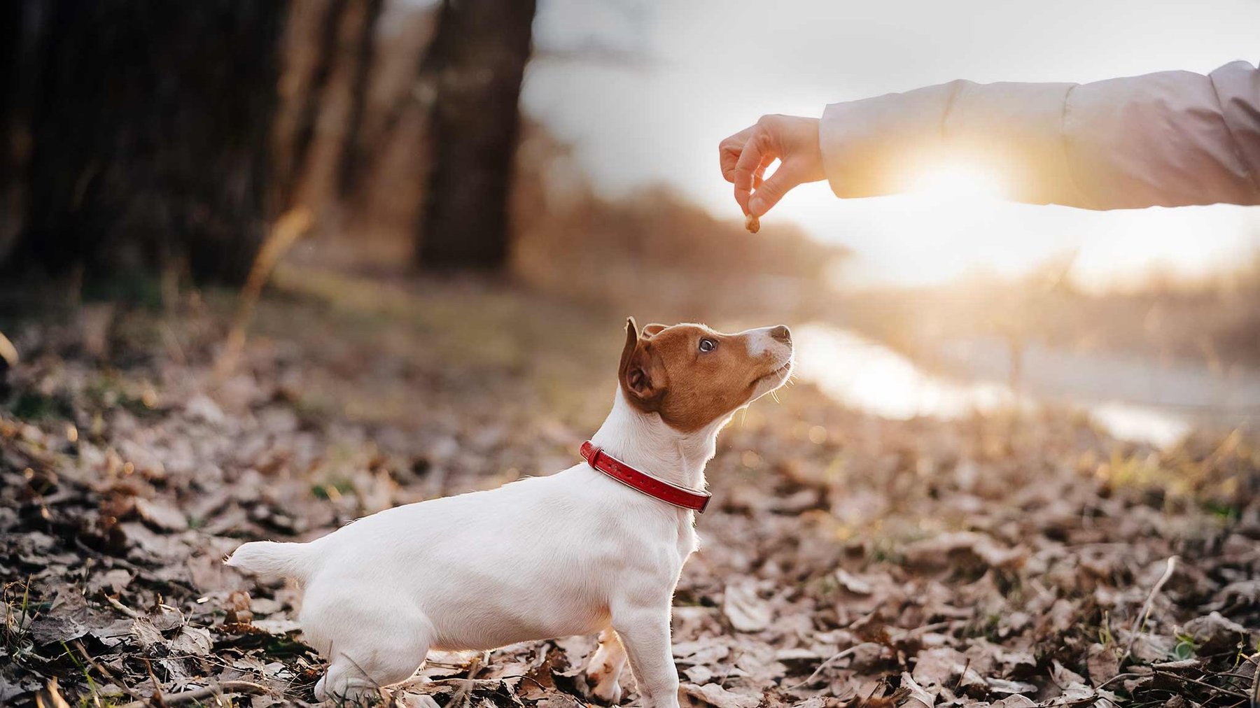 Yuruani Olguin Dog Training
