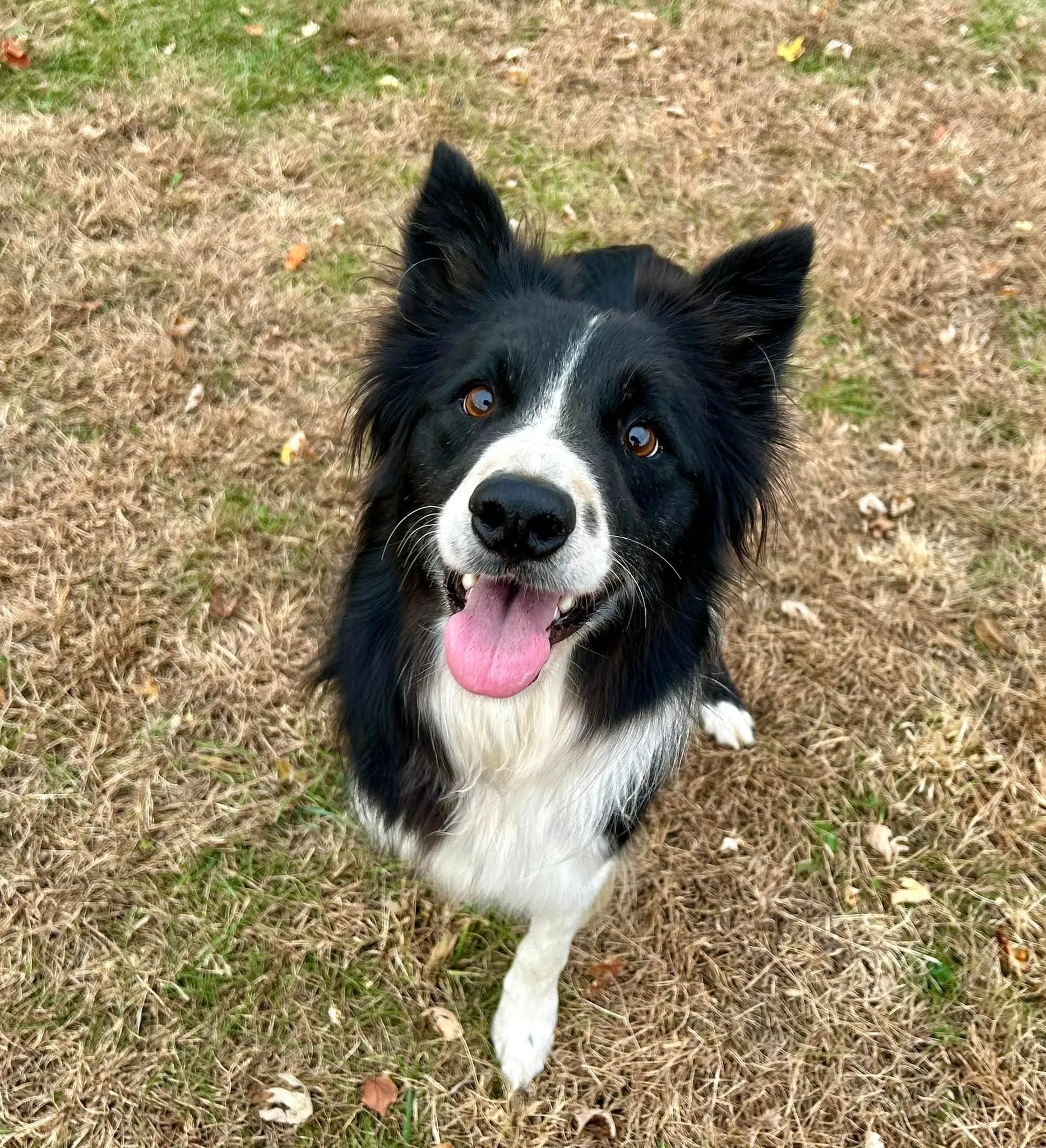 B&B Canine