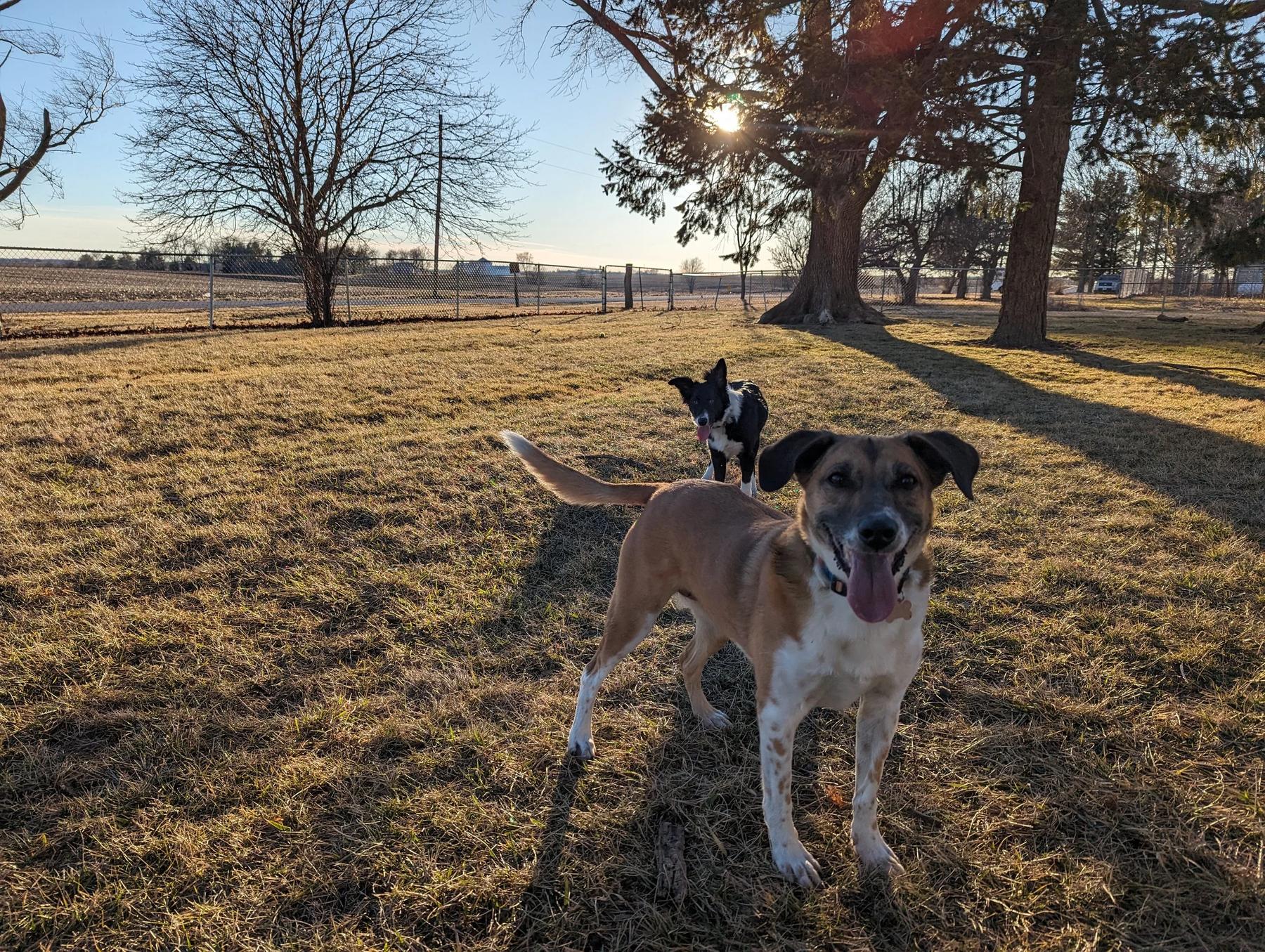 Best Paw Forward Dog Training — dog trainer in Champaign, IL