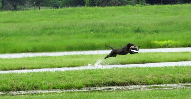 Colorado Gun Dogs