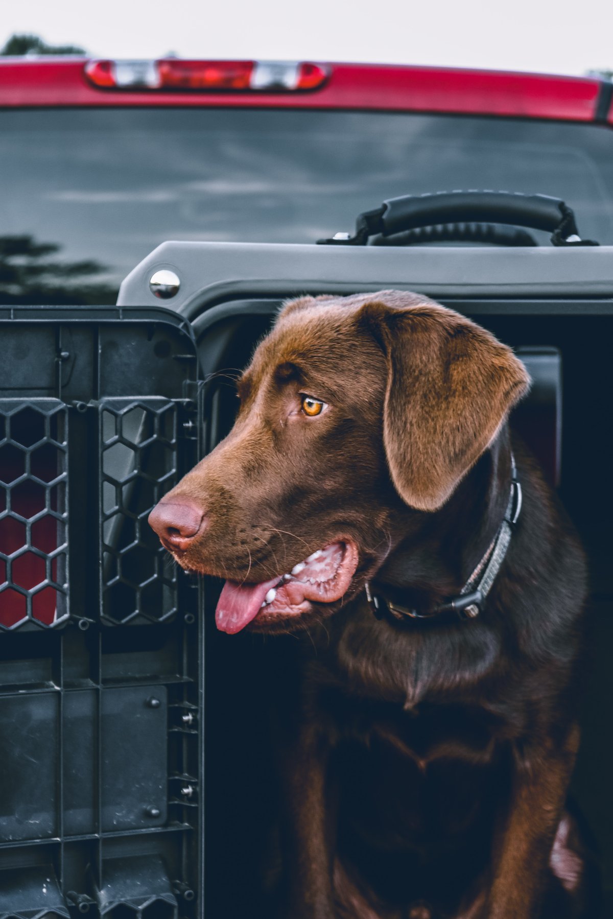 tails up dog training
