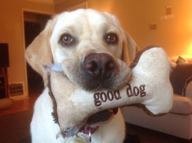 For Paws K9 Training — dog trainer in Northern Kentucky, KY