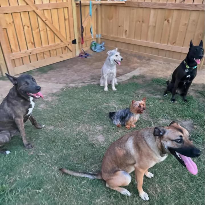 K9 Companion — dog trainer in Myrtle Beach, SC