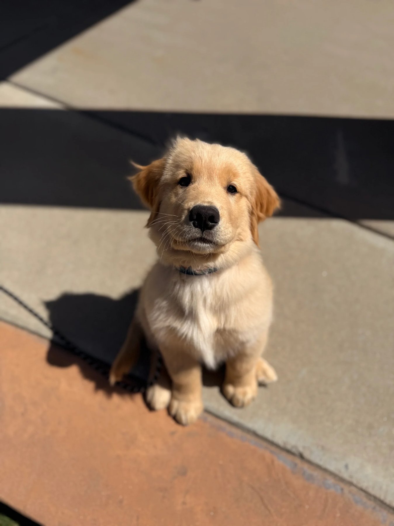 Blue Sky Canine — dog trainer in South Metro Denver, CO