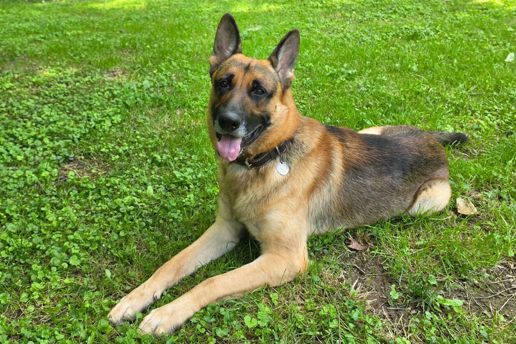 Dare2Bond Dog Training Llc