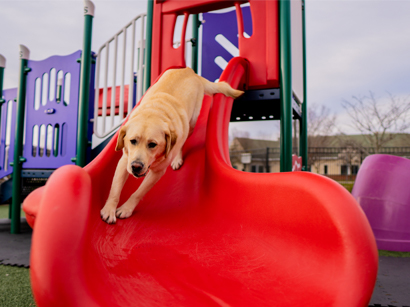 Pets & Company LLC