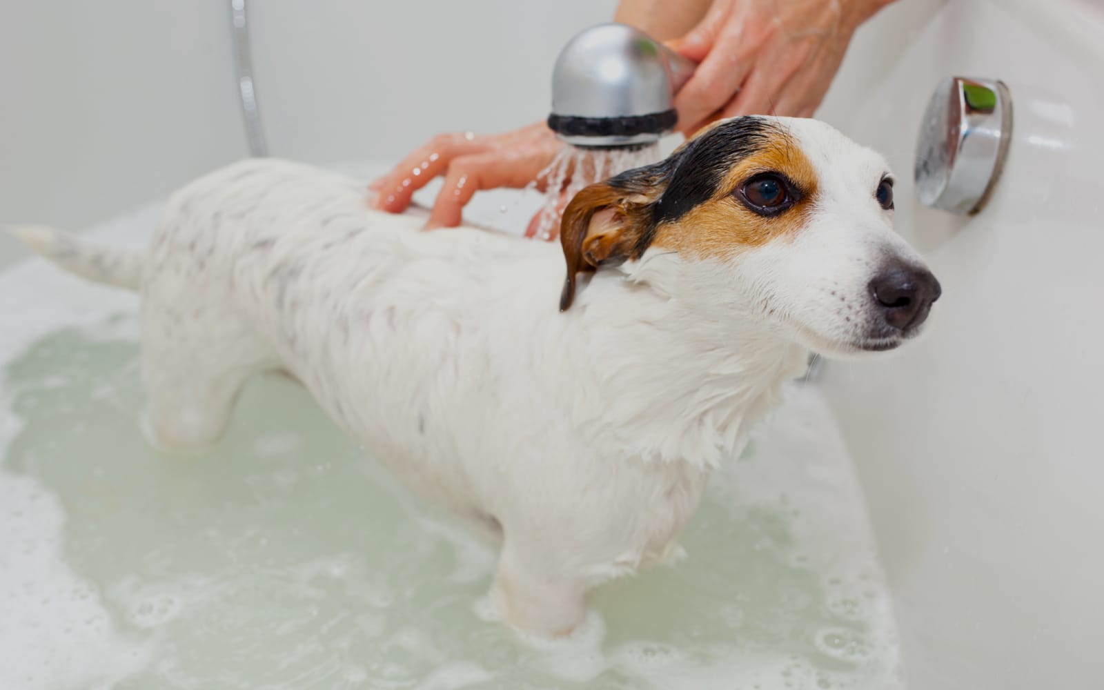 La Bella Pooch Dog Training and Grooming