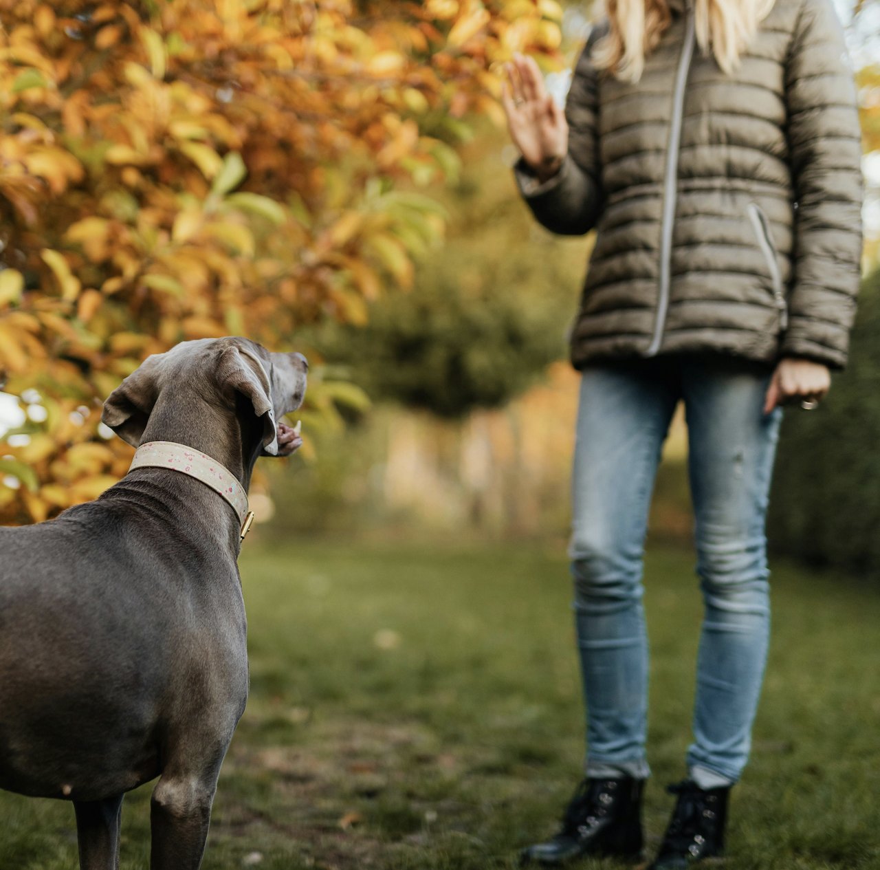 Honest Dog Training Company