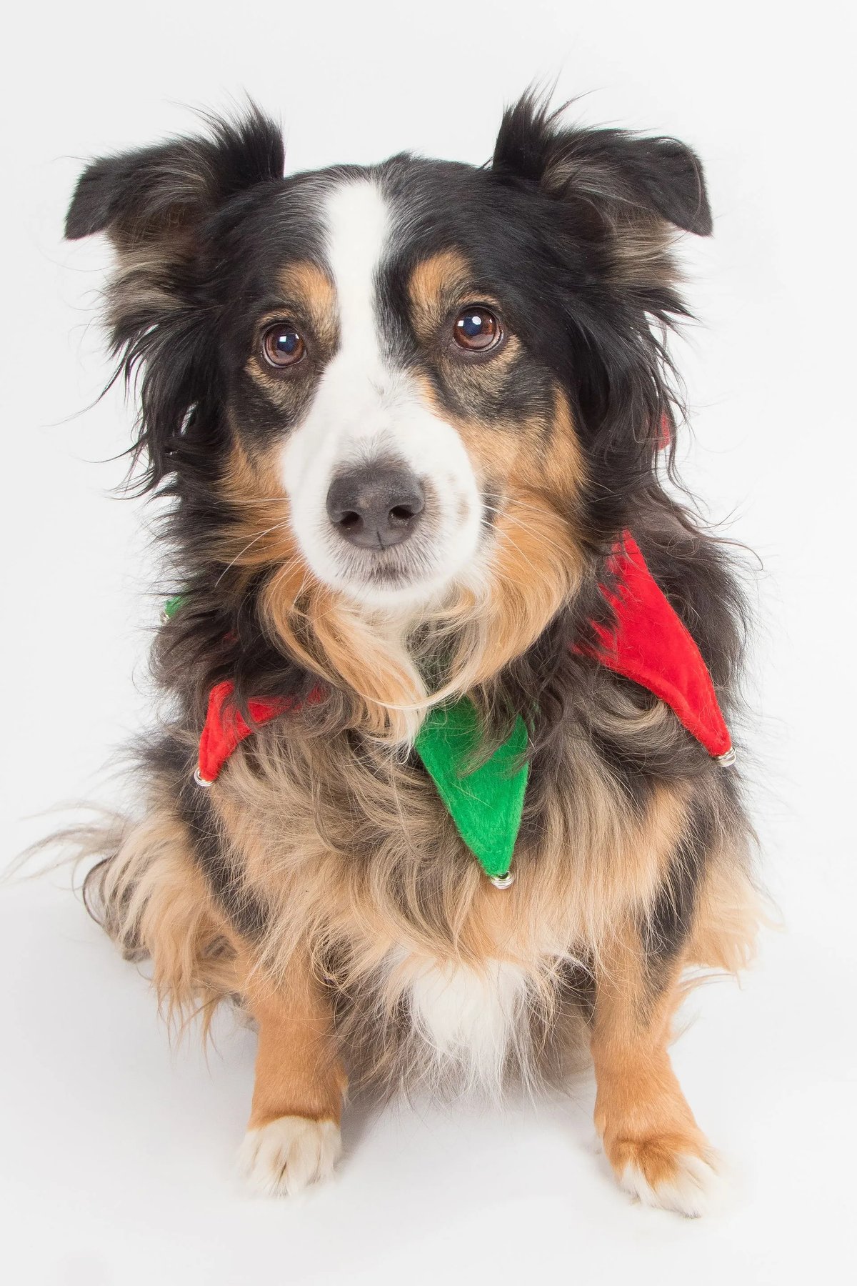 Clearwater Dog Training