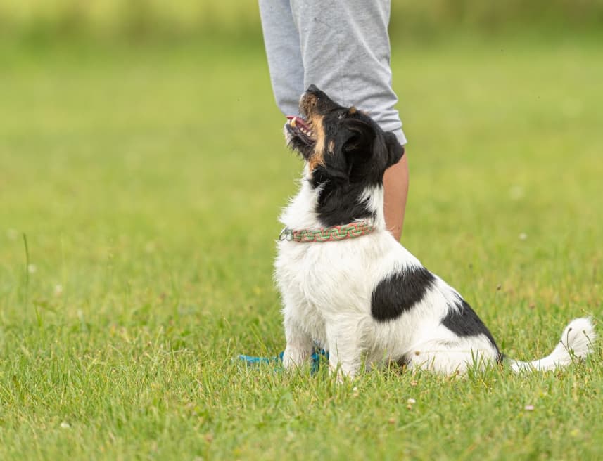 All Paws Training — dog trainer in Northwest Arkansas, AR