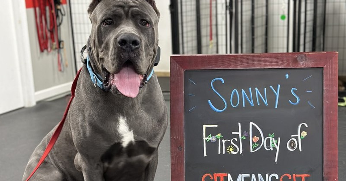 Sit Means Sit Dog Training of Westchester
