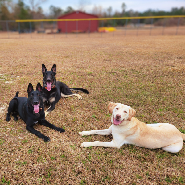 St. Hubert’s Hounds