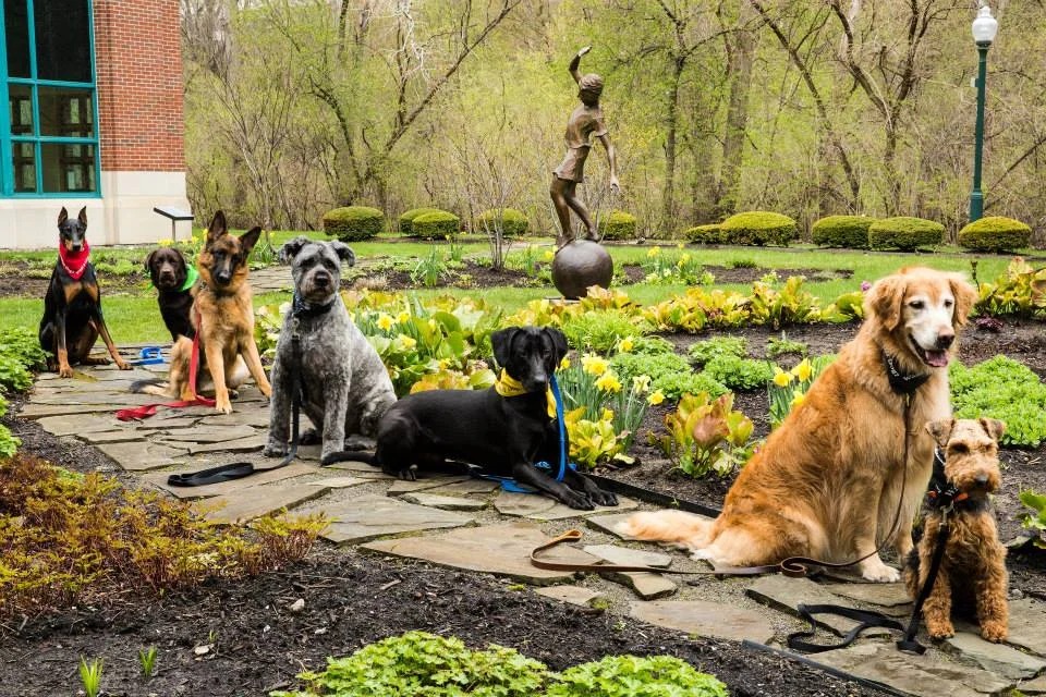 Canine Academy
