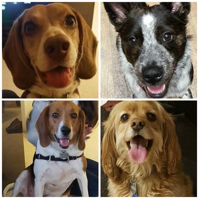 Mickey & Friends Dog Walks and Playdates LLC