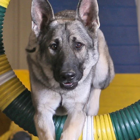 Tulsa Dog Training Club