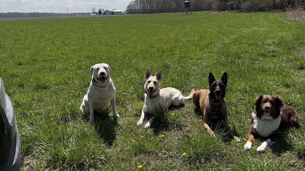 Riverside Canine