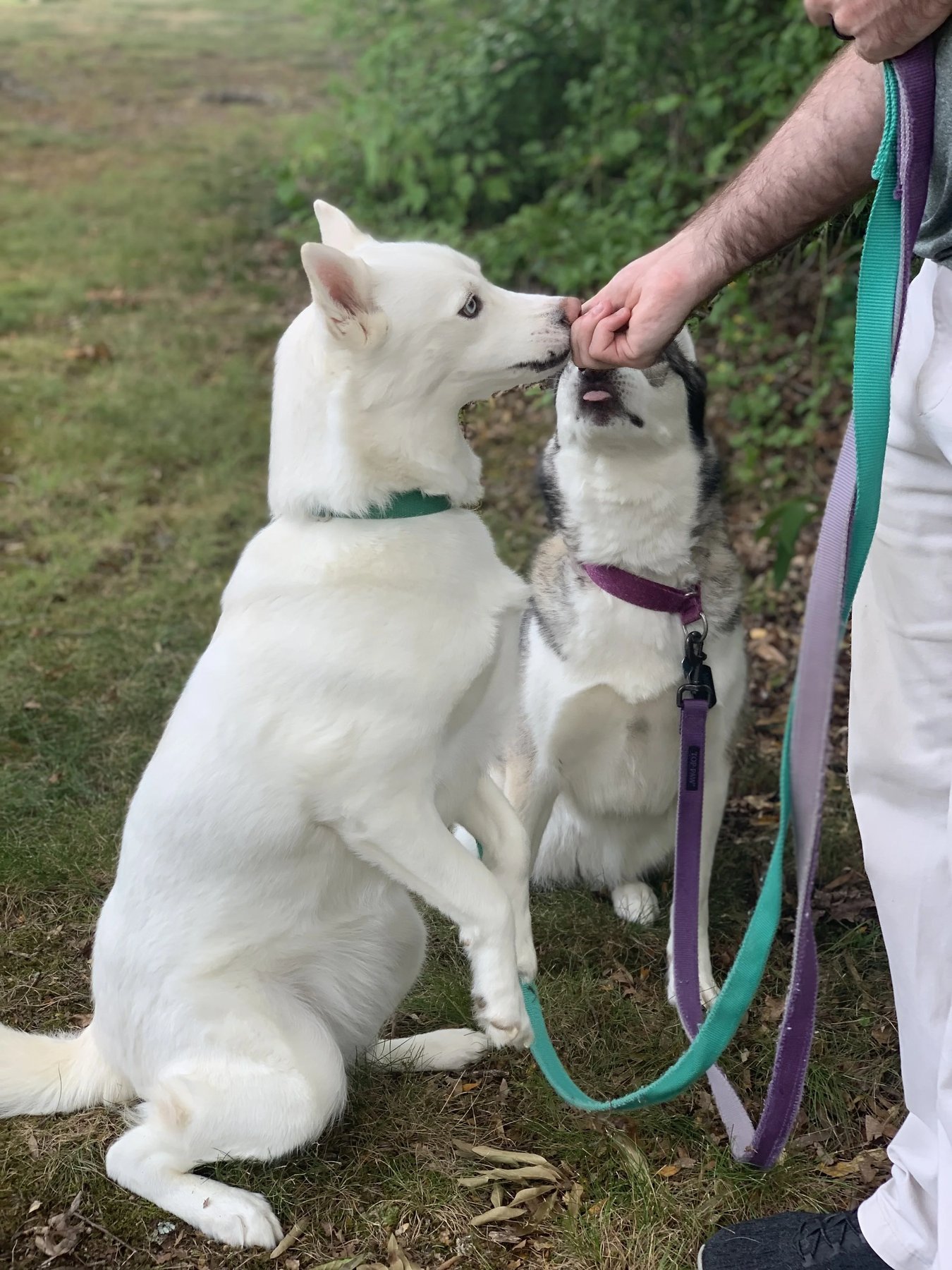 Boss Man Dog Training LLC