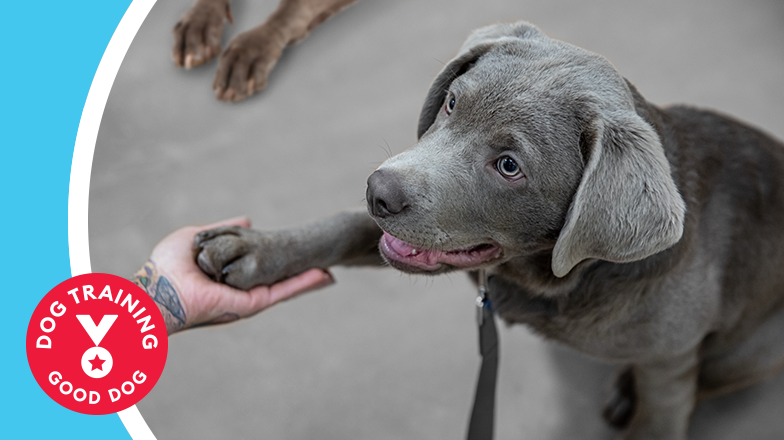 PetSmart Dog Training