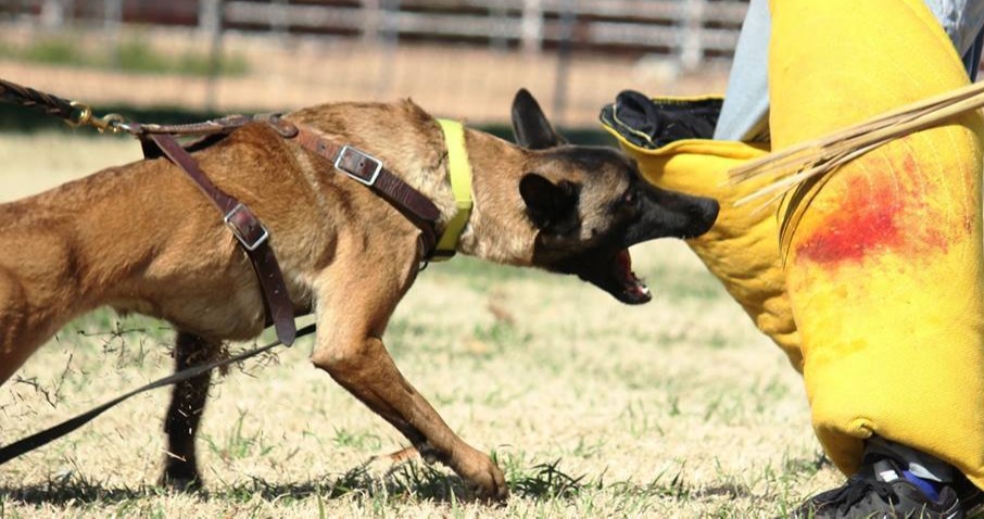 Logical K9, LLC