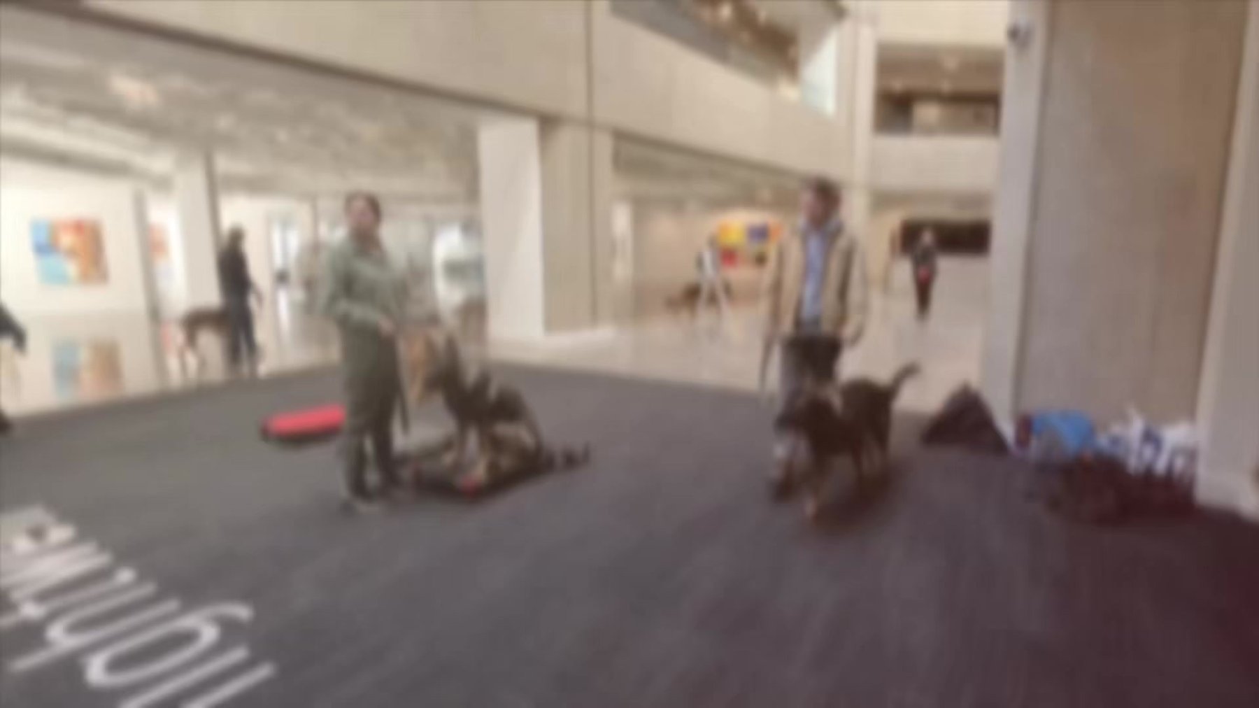 KP-K9 Professional Dog Training — dog trainer in Kansas City, MO