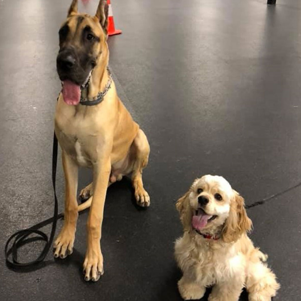 High Point K-9 Center LLC
