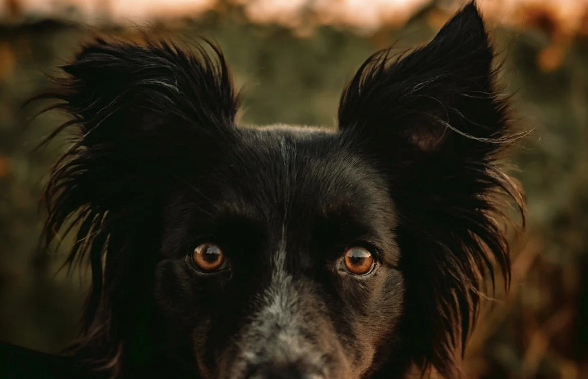 Kiefer Kennel Club
