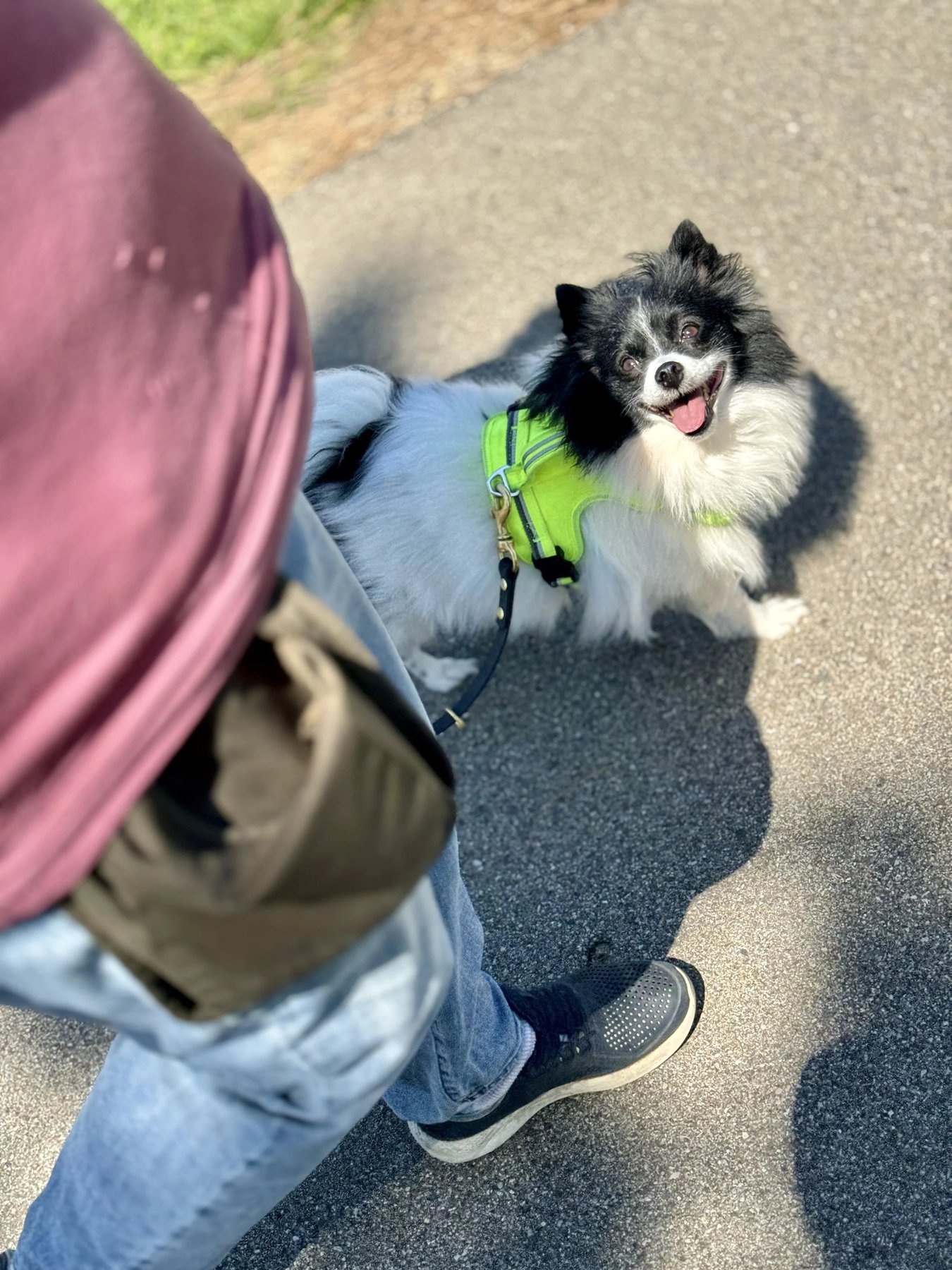 Hand in Paw Cooperative Dog Training
