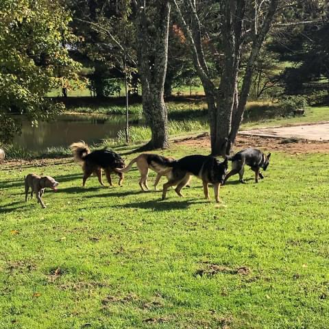 Blue Mountain K-9 — dog trainer in Morgantown, WV