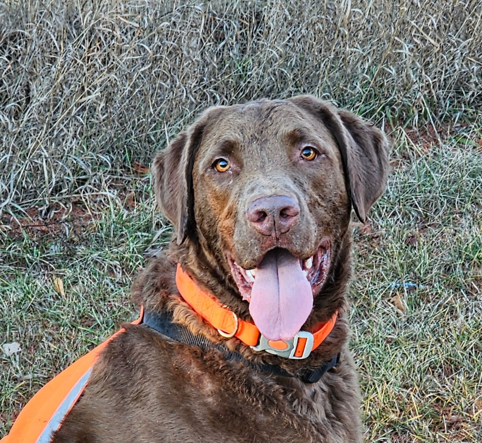 Happy Tails Dog Training, Grand Rapids, MN