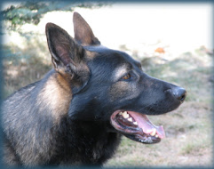 Alpha K-9 Obedience