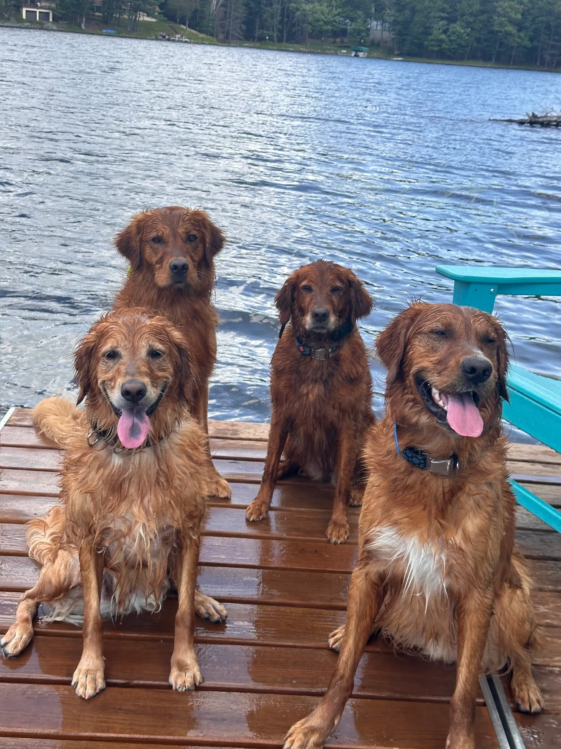 Red Dog K9 Coach
