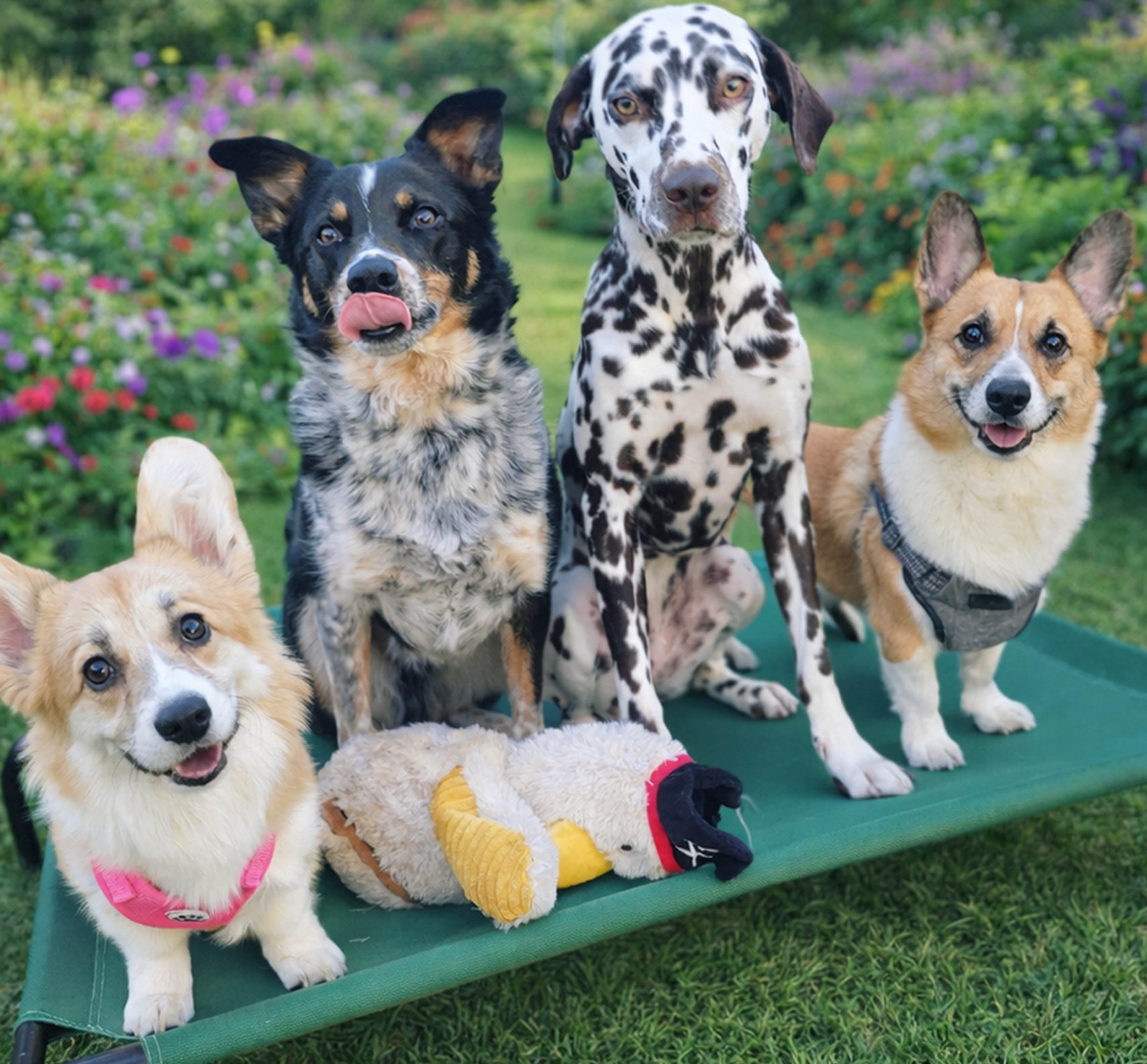 John’s Dog Magic llc – Canine Behavior Specialist, Puppy Training