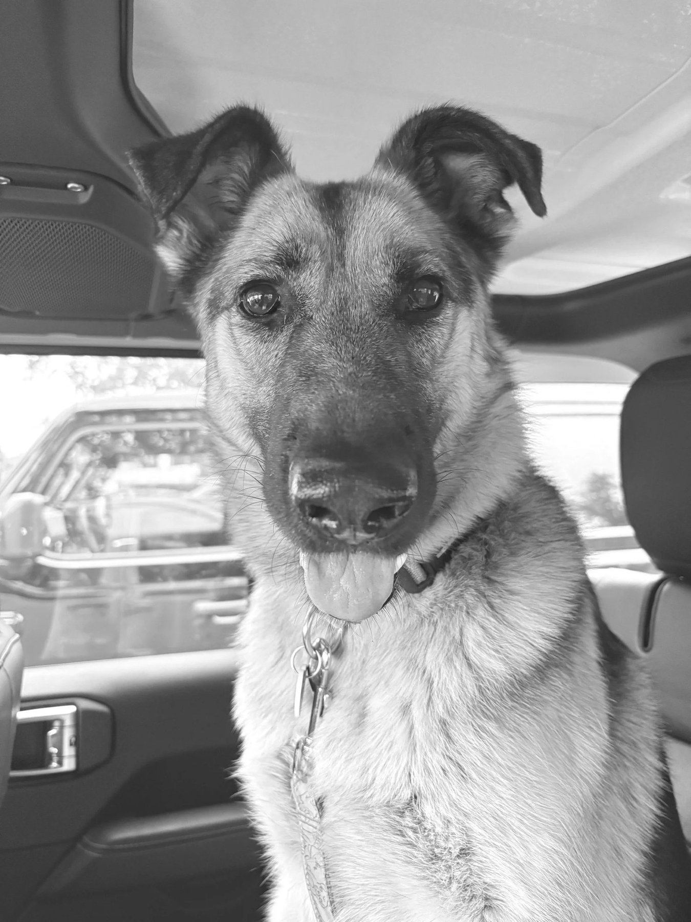 Reyning Canines