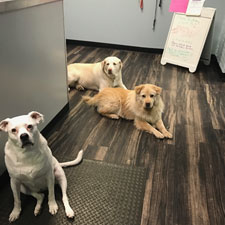 K-9 Playtime