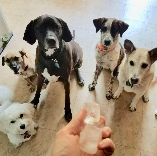 Hustle Pups NYC