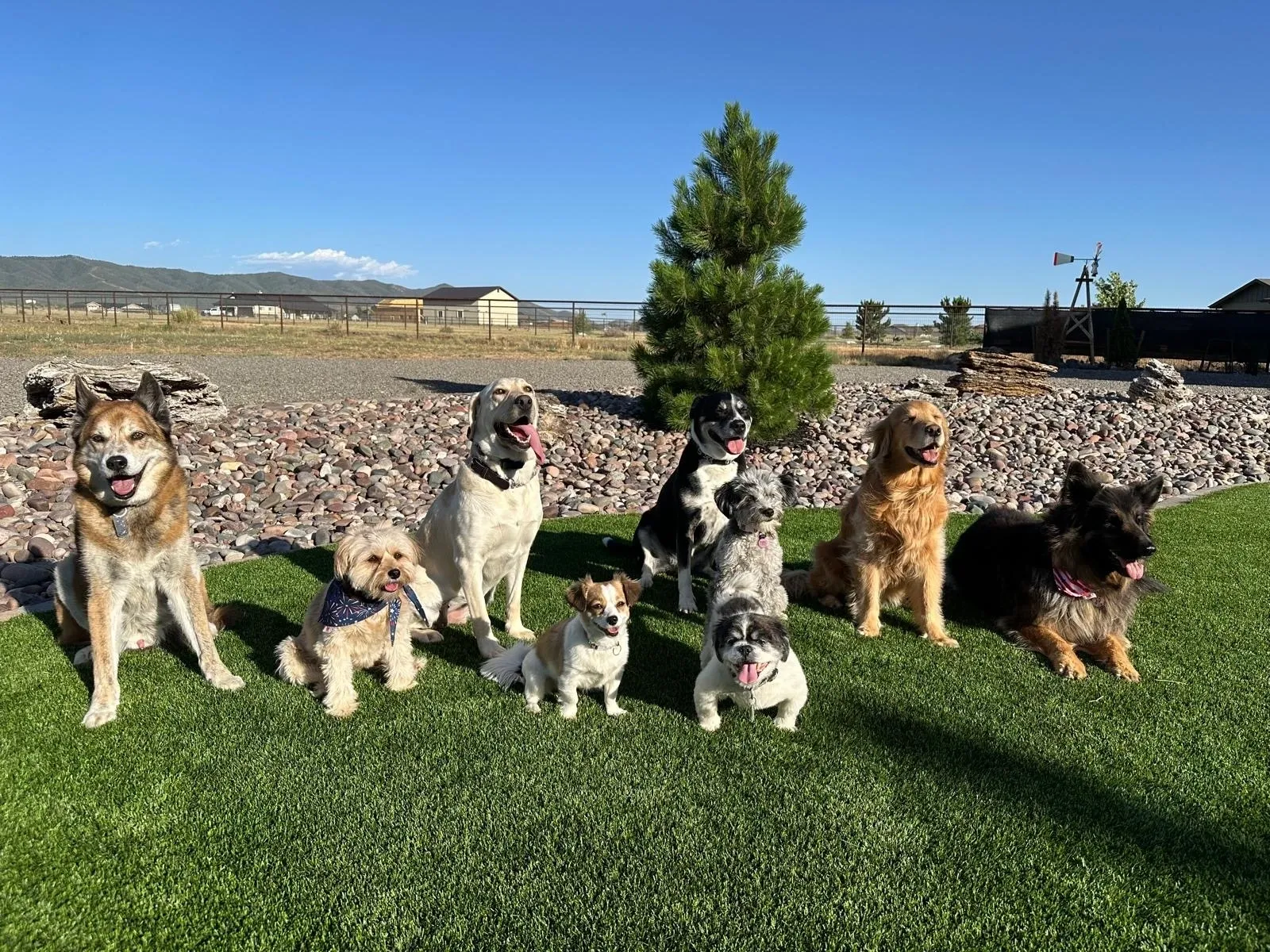 Kozy K9 Doggie Resort