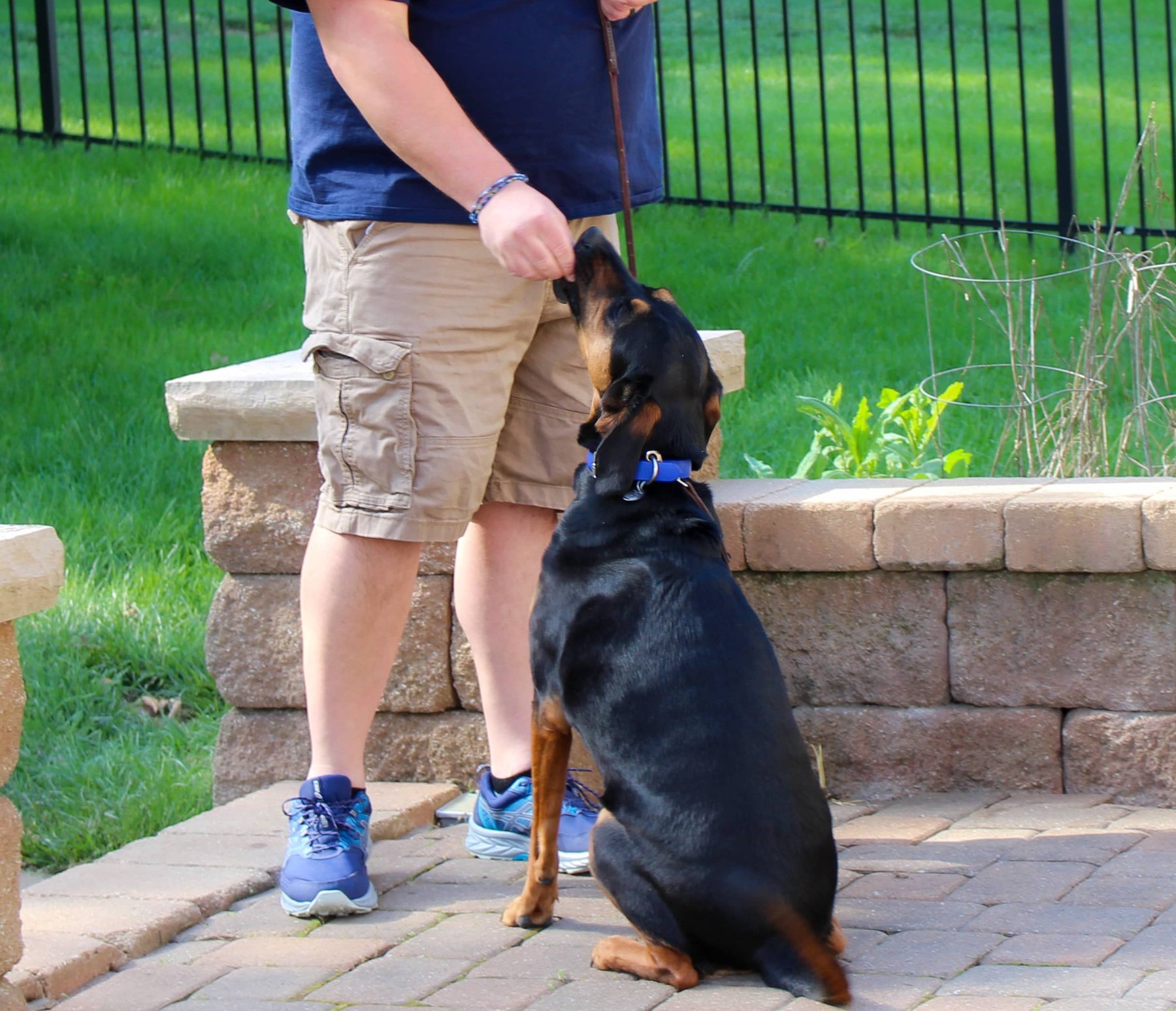 Andrew’s Canine Academy