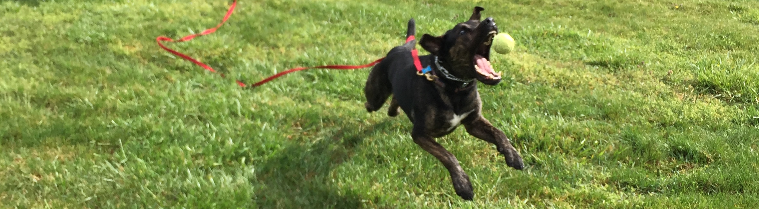 Kabler School For Dogs