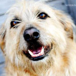 Love. Trust. Teach. — dog trainer in Northwest Arkansas, AR