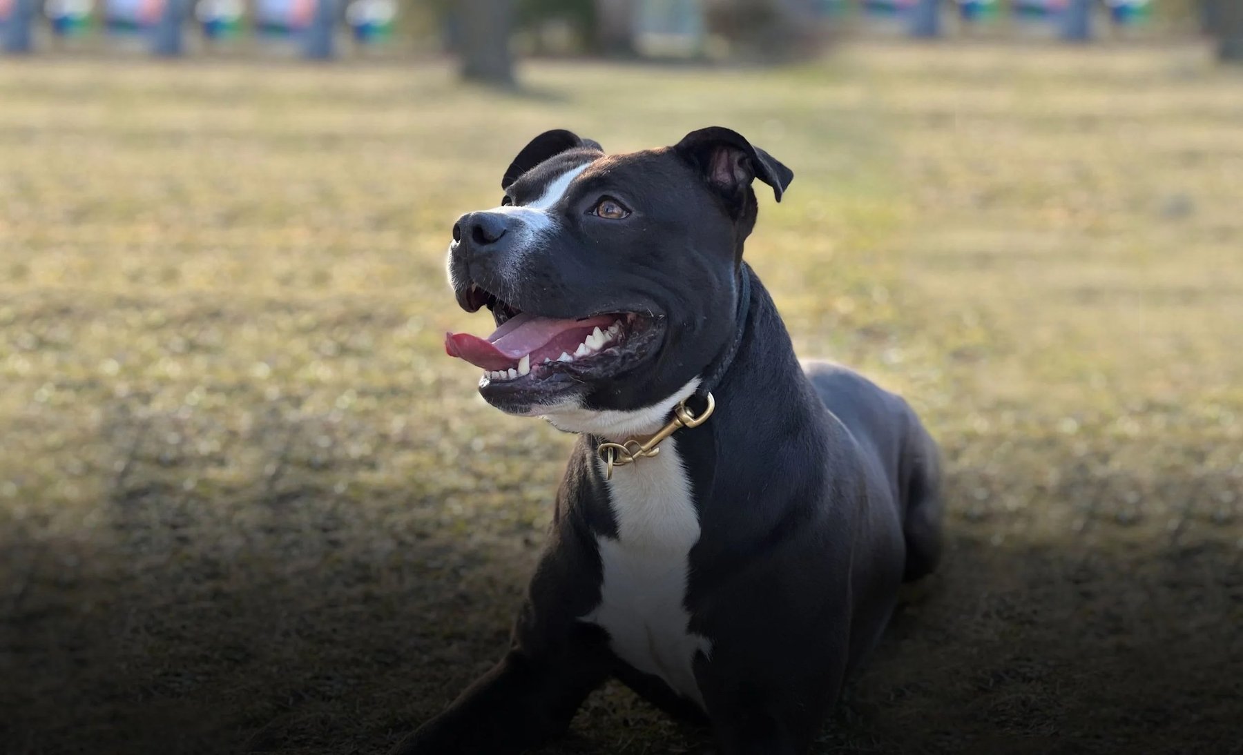 Fraternity K9 — dog trainer in Queens, NY