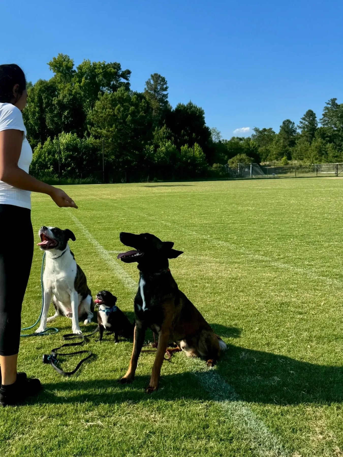 Embark Dog Training