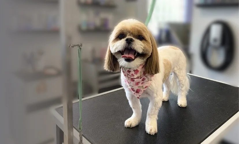 PetSuites Charlotte Airport